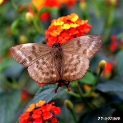 萌兵三国内购破解版下载